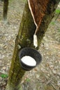 Milky latex extracted from rubber tree or a.k.a. Hevea Brasiliensis as a source of natural rubber Royalty Free Stock Photo